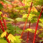Acer Circinatum "Pacific Fire" photo from Handy Nursery