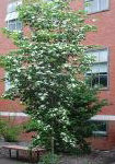 Cornus Kousa 'Starlight' dogwood