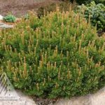 Pinus Mugo 'Slowmound' is another favorite trusted dwarf pine