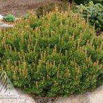 Pinus Mugo 'Slowmound' is another favorite trusted dwarf pine