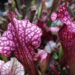 Cobra Lily
