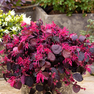 Portland Residential Landscape Designer loves purple foliage