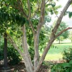 Seven Son Heptocodium photo courtesy of Treephoria