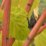 Acer Conspcium Phoenix photo courtesy of Treephoria