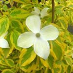 Summer Gold dogwood