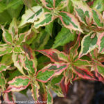 Colorful foilage lasts for months, flowers in summer.