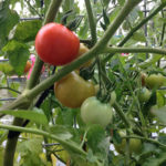 Early Girl Tomato N.W. Portland Oregonn for tomatoes.