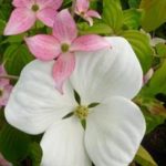 Venus dogwood from Heritage Seedlings
