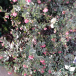 Portland Residential Landscape Designer