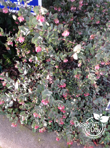 Manzanita typically is a drought tolerant landscape plant for Portland residential landscapes