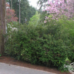 Naturescape Portland Oregon Native Plants