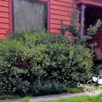 Portland Residential Landscape Designer