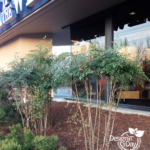 Ugly Nandina in Portland Landscape Need Pruning Tip