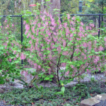Naturescaping Design Northwest Portland