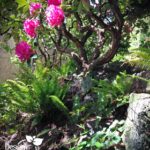 Portland Garden Design Southwest Hills