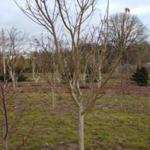 Vine Maple with Single Trunk