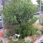 Portland Residential Landscape Designerr