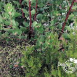 Portland Residential Landscape Designer