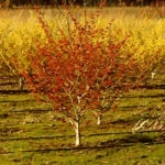 Winter Landscape Color Wilsonville Oregon