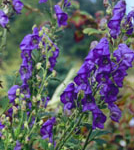 Aconitum 'Tall Blue' Portland Landscape Design plant