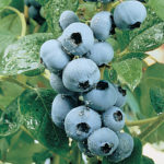 Perfect Plumpness in Blueberry cluster