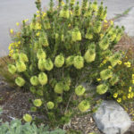 Callistemon viridiflorus 'Xera Compact' Picture from Xera