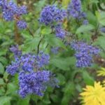 Ceanothus G. 'Hearts Desire' Picture from Xera