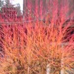 Hot Winter Twigs