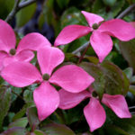 Cornus-Kousa 'Satomi' Intense pink flowers. Photo by Randall C. Smith, courtesy of Great Plant Picks