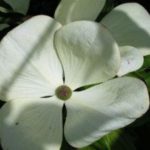 Cornus Kousa 'Venus' has large dogwood flowers