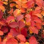 Fothergilla 'Mt Airy', (Bottlebrush) in full fall color.