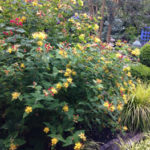 Portland garden design St. John's Wort at Helena Wagner Garden