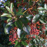 Pacific Madrone