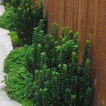 Euonymus Japonica 'Green Spires' withstands dog pee