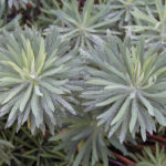 Euphorbia 'Humpty Dumpty' with water drops