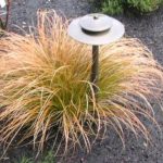 Groom Evergreen Orange Sedge grass but DON'T cut them back