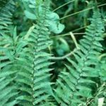 Photo credit Fancy Fronds, Judith Jones Narrow fern fits urban gardens (Scaled Male Fern Dryopteris 'Stableri Crisped')