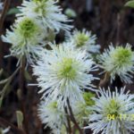 Fothergilla (BottleBrush) fragrant flowers on naked stems delight in spring