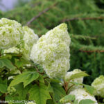 Gatsbys Moon Hydrangea