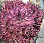 Hen and Chicks in Portland landscape design