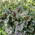 Shade Loving Colorful Coral Bell "Green Spice" is a perennial.