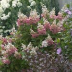 hydrangea paniculata pinky winky