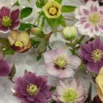 Amazing diversity in Hellebore flowers at the Yard Garden and Patio Show