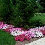 Summer Color in the shade with annual Impatien