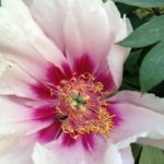 Cutting flower Favorite Garden Design Portland Oregon