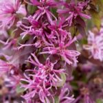Earlly spring hot pink fringe flower