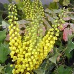 Arhtu Meziezies Mahonia