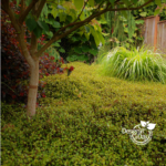 Garden Design Portland