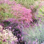 Lavender at Joy Creek Nursery