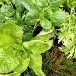Butter lettuce and bok choy in Carol Lindsay's salad table.